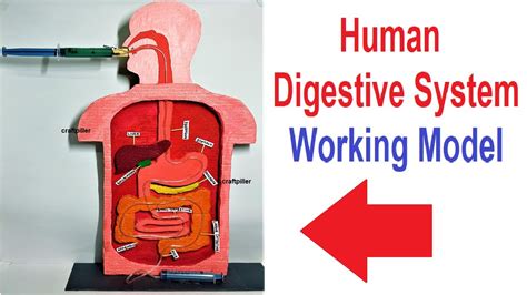 digestive system working model for science project exhibition using syringes - diy craftpiller ...