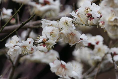 White Plum Tree Blossoms & Birds | Early Spring 3/1/2018 | Flickr