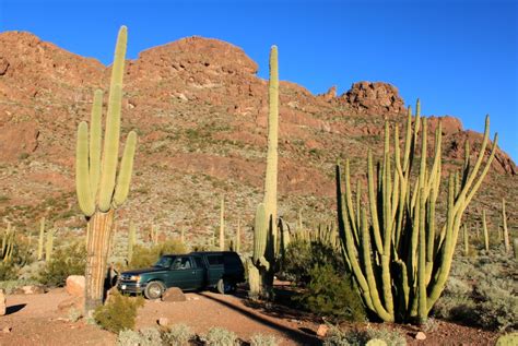 DryStoneGarden » Blog Archive » Saguaro NP and Organ Pipe Cactus NM