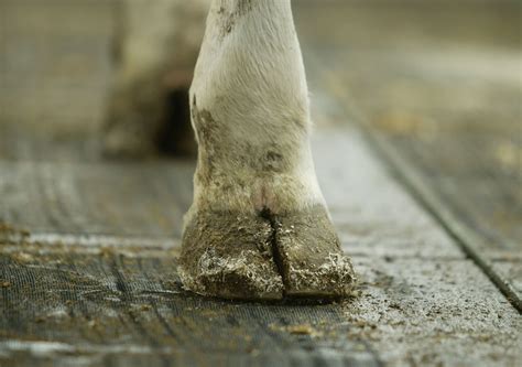 What you need to know about hoof over-trimming in dairy cows - Dairy Global