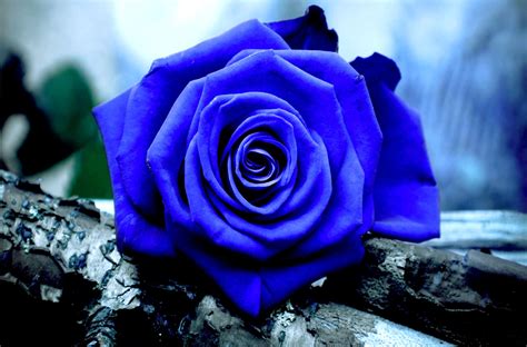 Blue Rose Desktop Wallpaper