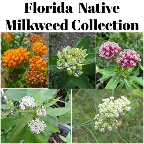 Florida Native Milkweed Seed Collection With FREE Shipping - Etsy