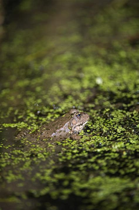 Marsh Frog Photograph by Louise Murray - Fine Art America