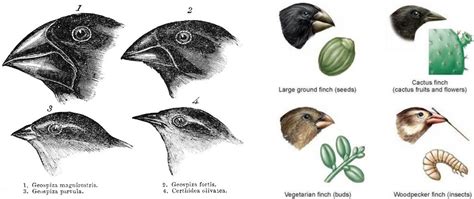 How Evolution Works – Beştepe Bloggers