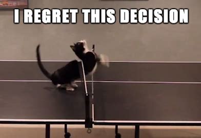 Here, Have a Cat Playing Ping Pong Because Today Is Awful [Video] | The ...