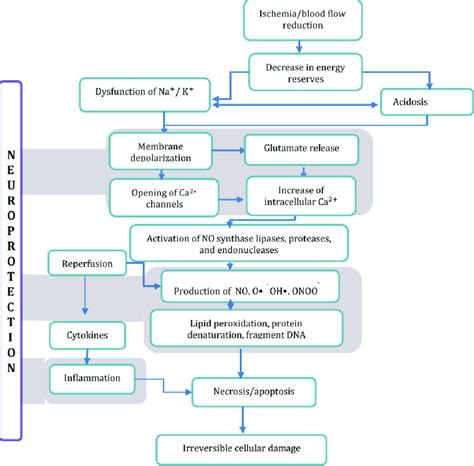 Pathophysiology Of Cva Stroke