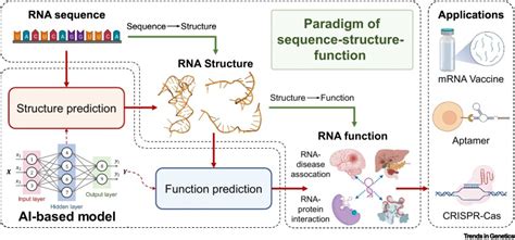 Predicting RNA structures and functions by artificial intelligence: Trends in Genetics