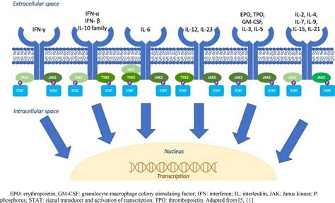 A comparison of Janus kinase inhibitor safety in rheumatoid arthritis - Nash - 2021 ...