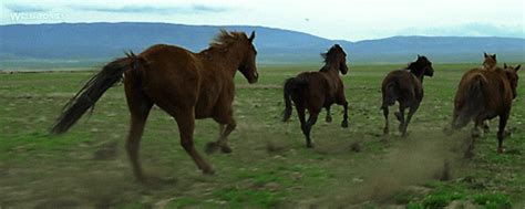 War Horse Gifs Find Share On Giphy