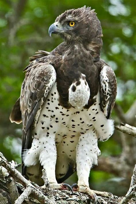 408 best The Eagle Has Landed images on Pinterest | Birds of prey, Beautiful birds and Cutest ...