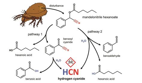 Tiny mite uses hydrogen cyanide to fight predators | Research ...