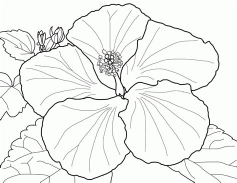 Easy To Color Hibiscus Coloring Pages | Flower coloring pages, Printable flower coloring pages ...