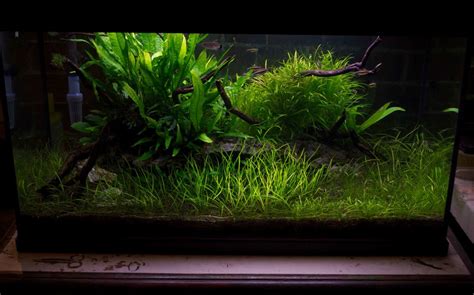 How to keep your aquarium plants alive - Aquariumkid