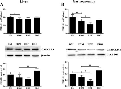 Aerobic exercise decreases chemerin/CMKLR1 in the serum and peripheral ...