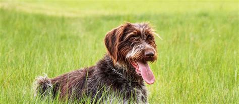 Wirehaired Pointing Griffon Puppies For Sale - Greenfield Puppies