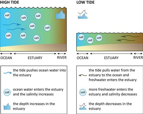 Estuaries during high tide and low tide. During high tide, ocean ...