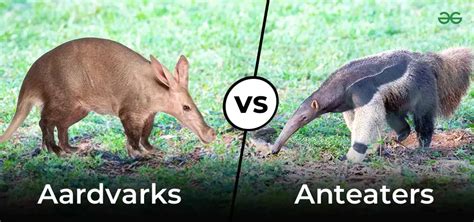 Aardvark vs. Anteater: What Sets Them Apart in Appearance, Habitat ...