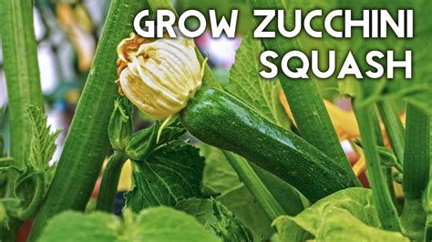 Growing Zucchini Squash - Advice, Tips, Harvest & Recipe - YouTube