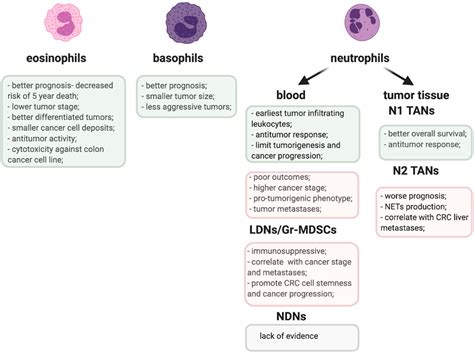 Types Of Granulocytes