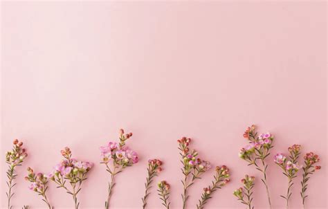 Pink Flowers Desktop Wallpaper