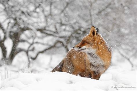 Charming Red Fox Photos Capture Their Resilience in the Winter Snow