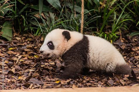 Baby Giant Panda (Ailuropoda melanoleuca) at the Giant Panda Breeding ...