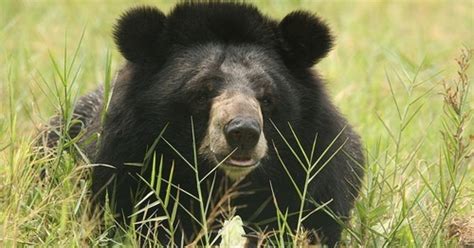 Extraordinary Moon Bear Rescue: Bile Farm Transformed Into Sanctuary - The Dodo