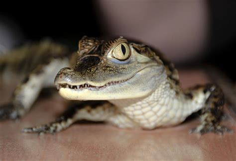 Can you have a crocodile as a pet in the UK?