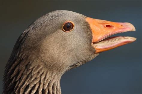 7 Birds With Teeth: Have You Ever Seen Any? - Coachella Valley Preserve