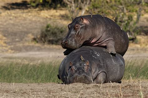 Chobe’s river horses | Howie's Wildlife Images