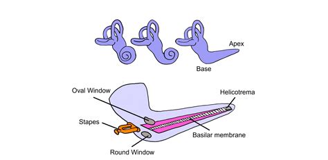 Auditory System: The Ear – Introduction to Neuroscience