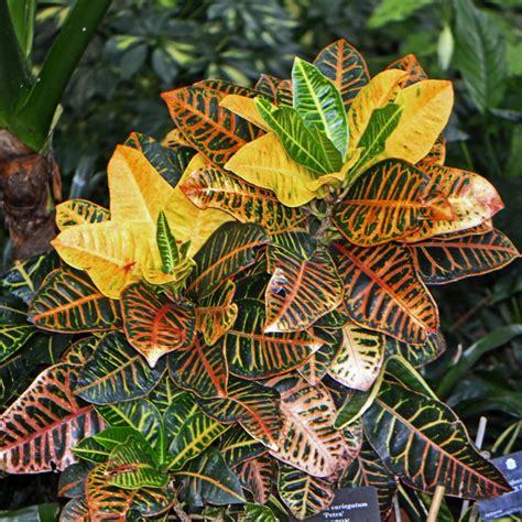 Crotons: Plant Care and Collection of Varieties - Garden.org