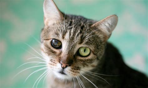 Glaucoma in Cats - Dutchtown Animal Hospital