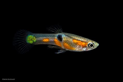 Endler's livebearer (Poecilia wingei) - wild types - Tropical Edu