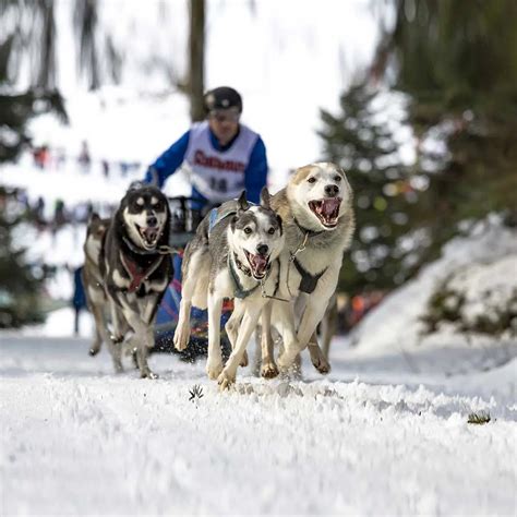 When Does The Iditarod Start 2024 - Ivett Sianna