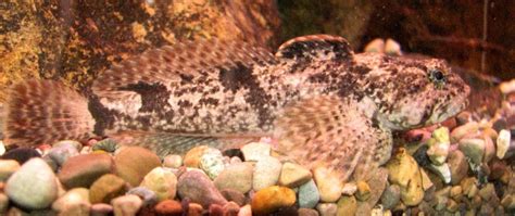 Mottled Sculpin- Ohio Fish Guide