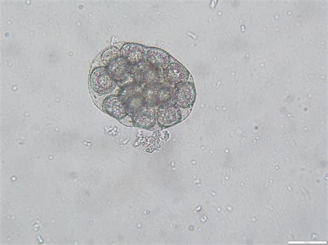 Flea Tapeworm Egg