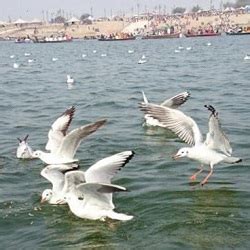 Triveni sangam - Prayagraj