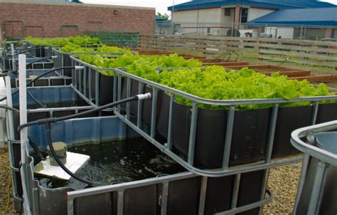 64 best Fish Farming/Aquaponics images on Pinterest