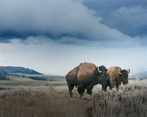 Yellowstone Bison on Behance