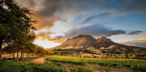 Explore the Cape Winelands in South Africa | Rhino Africa