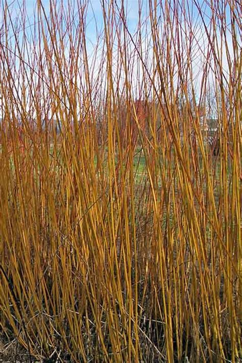 Natural Red willow - Willow Baskets by Katherine LewisWillow Baskets by Katherine Lewis