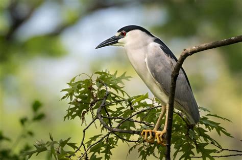 Black-crowned Night Heron | Smithsonian's National Zoo