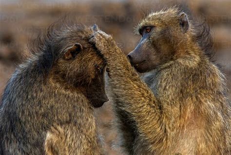 Chacma baboons grooming each other, Kruger National park, South Africa stock photo