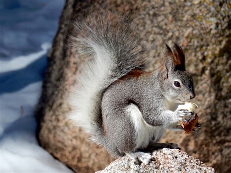 Abert's Squirrel (Mammals of Colorado) · iNaturalist