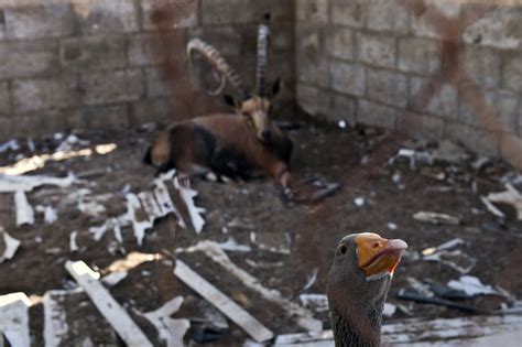 Gaza Strip: Zoo Animals Killed In Crossfire Latest Victims in Middle East Turmoil