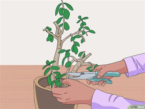 How to Prune a Jade Plant: Tips for Encouraging Bushy Growth | Jade ...