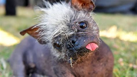 World's ugliest dog crowned to Mr Happy Face with mohawk and wonky tongue - Mirror Online