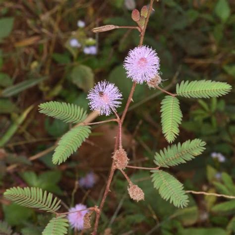 FAMILIFE (30 seeds) Makahiya Flower Plant Seeds/Mimosa Pudica Makahiya Flower Plant Seeds/Shy ...