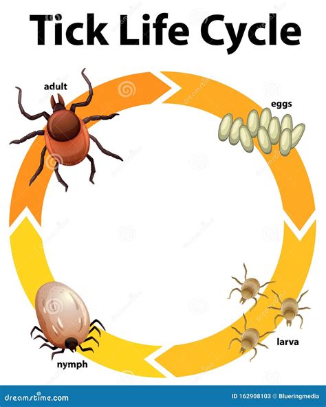 Tick Life Cycle Diagram